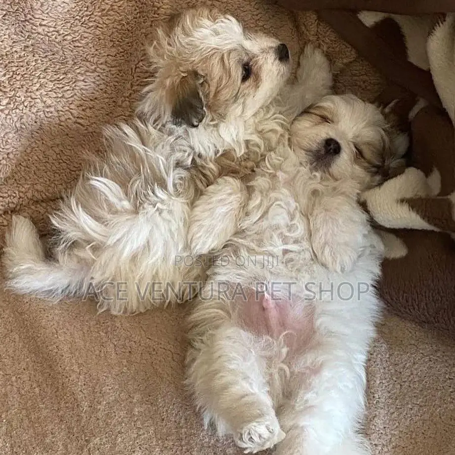 1-3 months Male Purebred Maltese