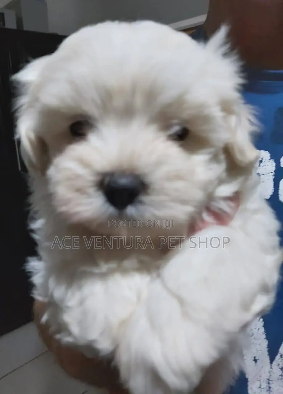 1-3 months Female Purebred Maltese
