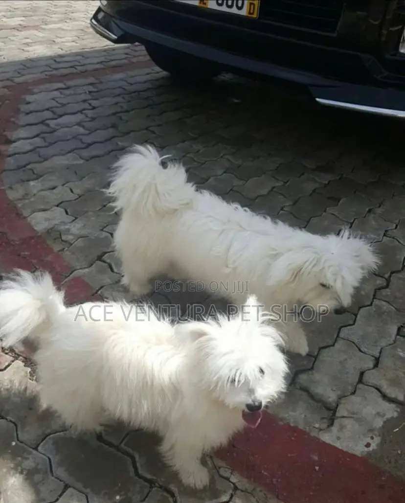 1-3 months Female Purebred Maltese