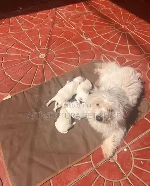 1-3 months Female Purebred Maltese