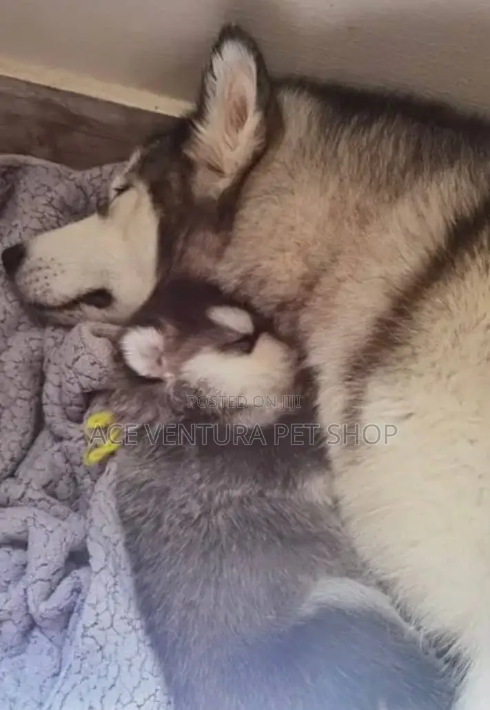 1-3 months Male Purebred Siberian Husky