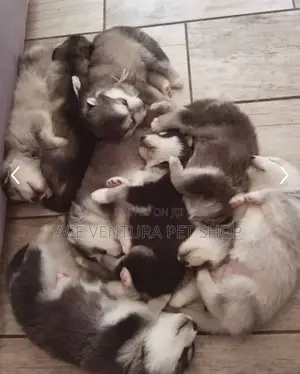 1-3 months Male Purebred Siberian Husky