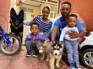 Photo - 1-3 months Male Purebred German Shepherd