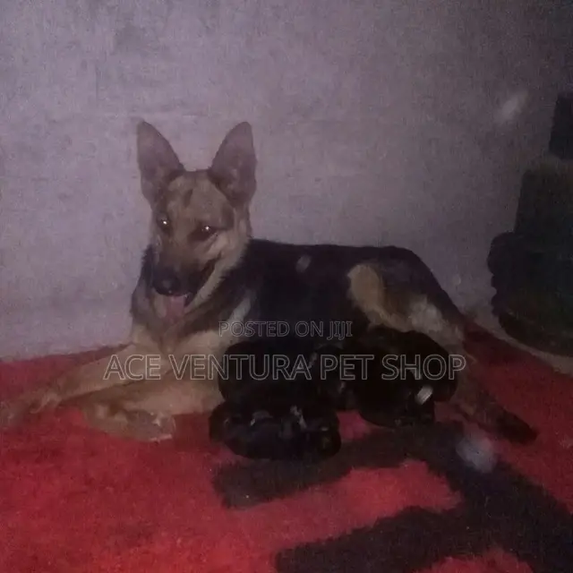 1-3 months Male Purebred German Shepherd