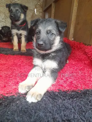 Photo - 1-3 months Male Purebred German Shepherd