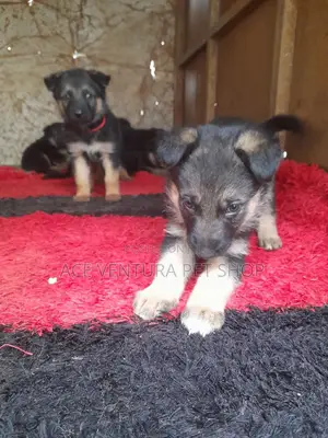 1-3 months Male Purebred German Shepherd
