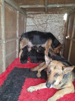 1-3 months Male Purebred German Shepherd