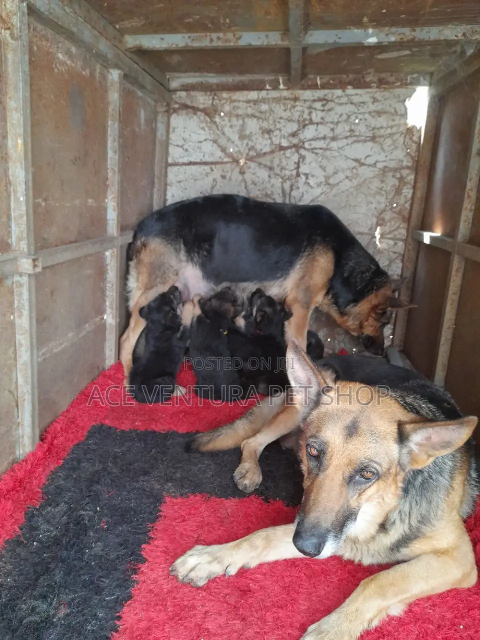 1-3 months Male Purebred German Shepherd