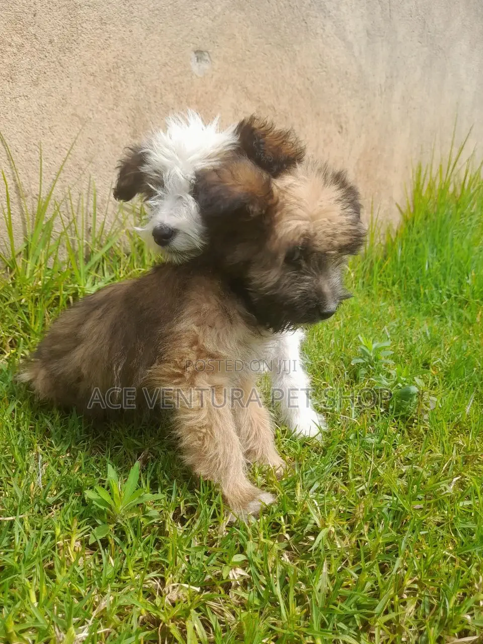 1-3 months Male Purebred Maltese