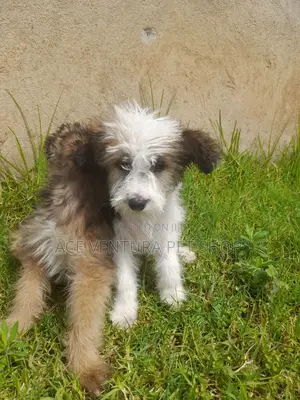 1-3 months Male Purebred Maltese