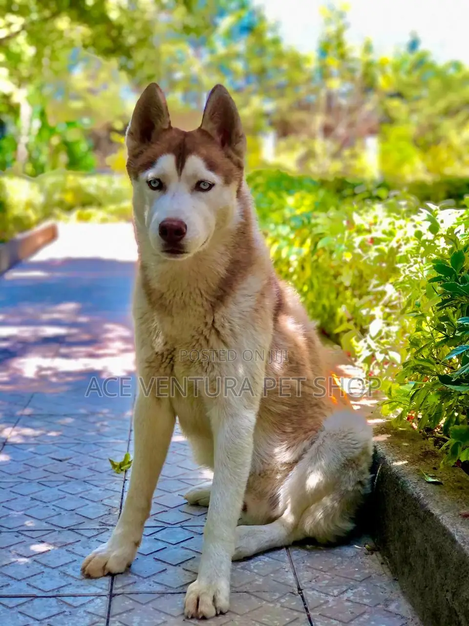 1-3 months Male Purebred Siberian Husky