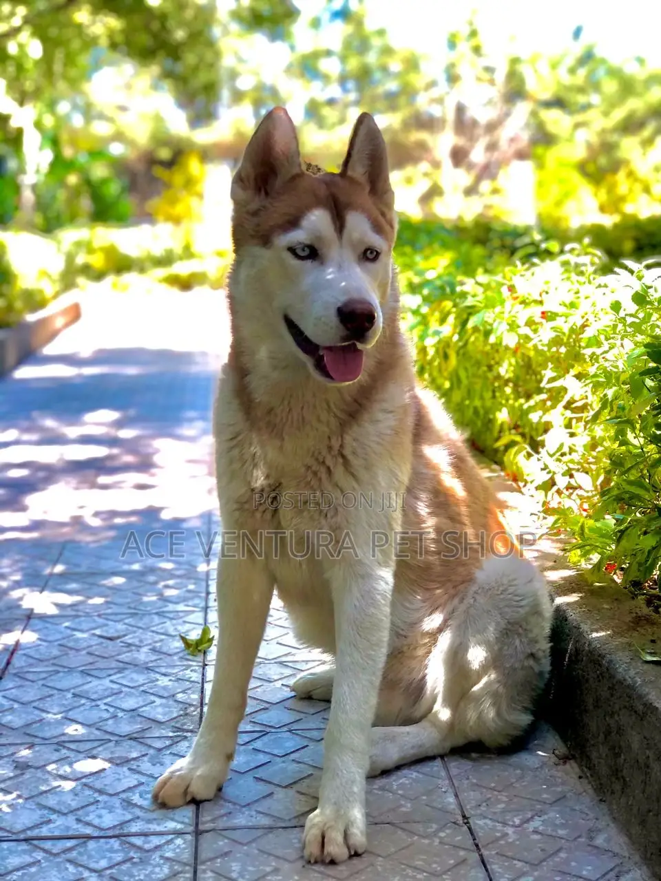 1-3 months Male Purebred Siberian Husky