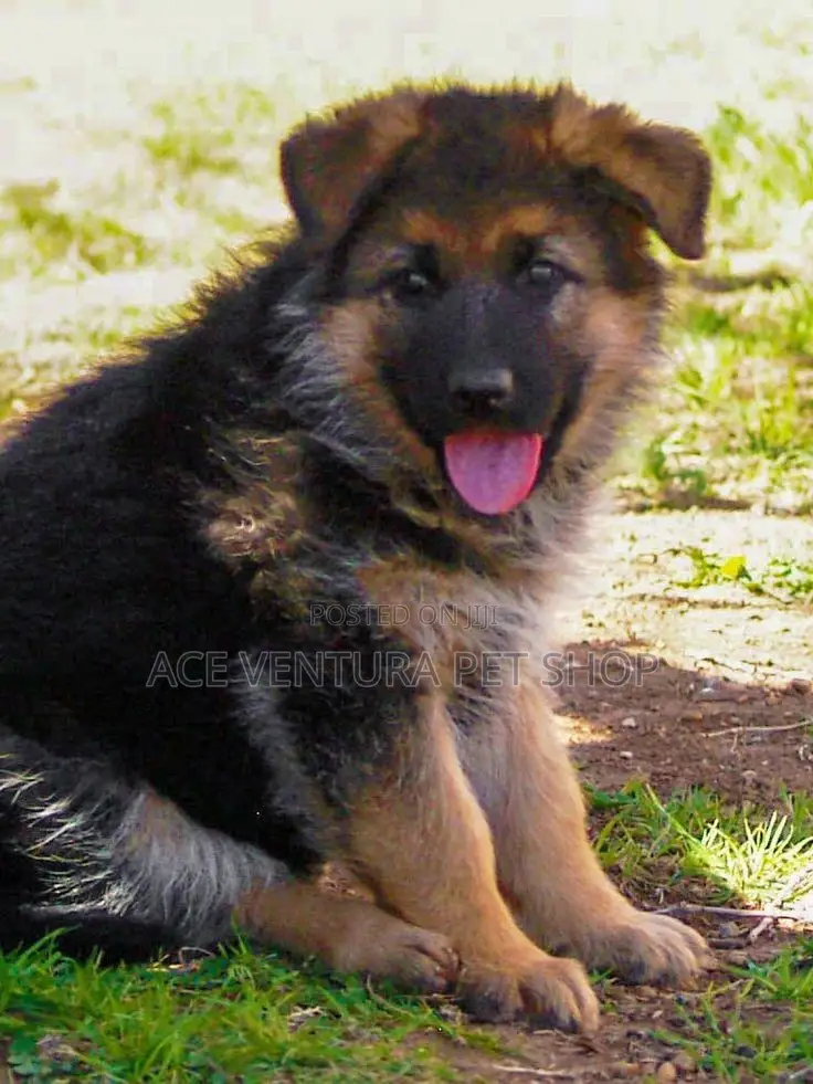1-3 months Male Purebred German Shepherd