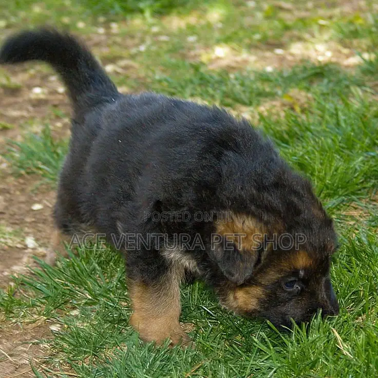 1-3 months Male Purebred German Shepherd