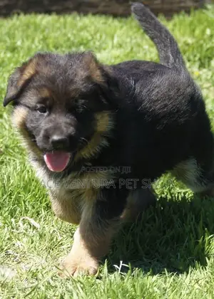 Photo - 1-3 months Male Purebred German Shepherd