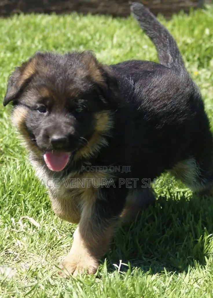1-3 months Male Purebred German Shepherd