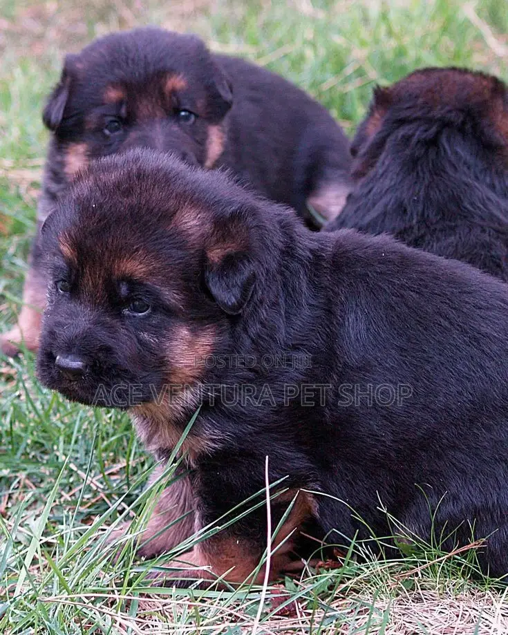 1-3 months Male Purebred German Shepherd