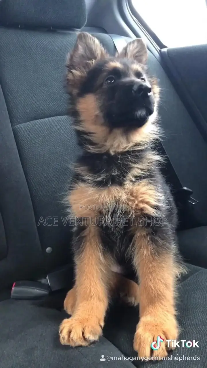 1-3 months Male Purebred German Shepherd