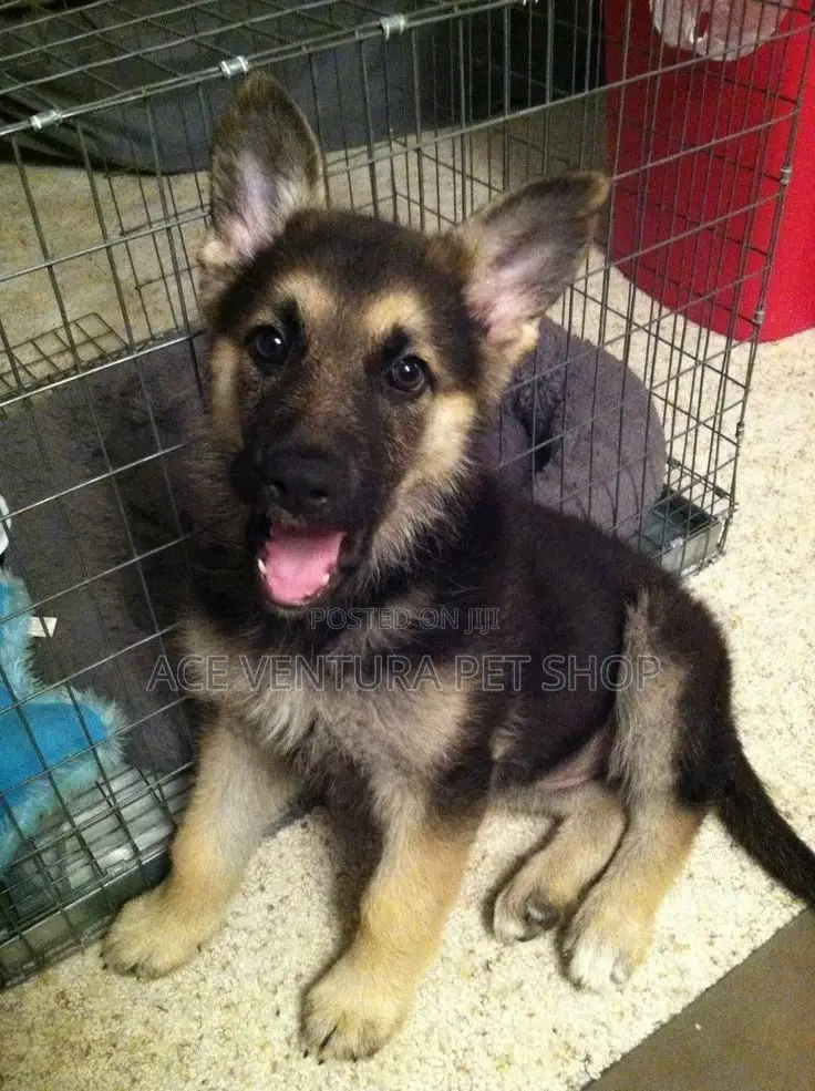 1-3 months Male Purebred German Shepherd