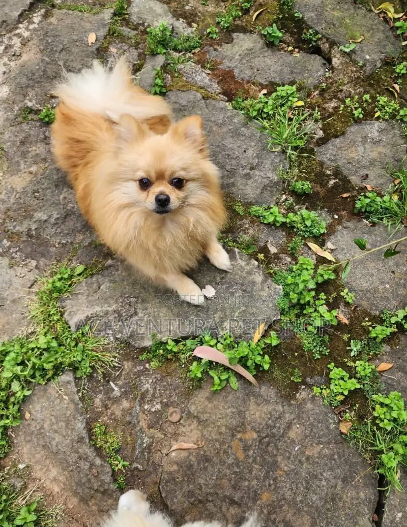 3-6 months Male Purebred Pomeranian