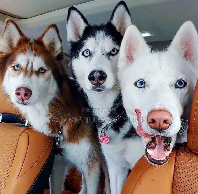 3-6 months Male Purebred Siberian Husky