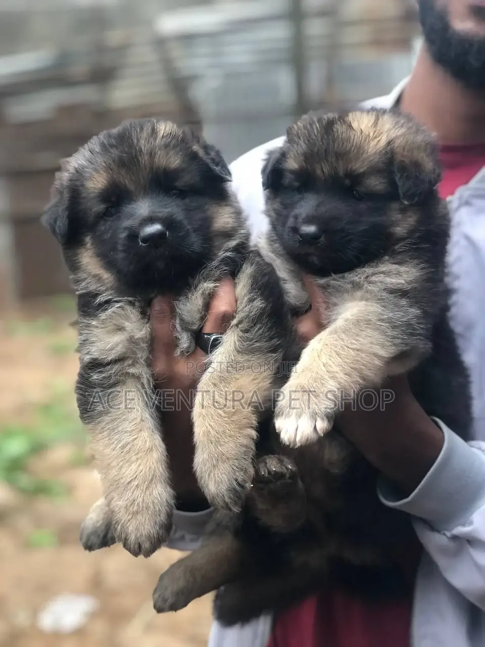 1-3 months Male Purebred German Shepherd