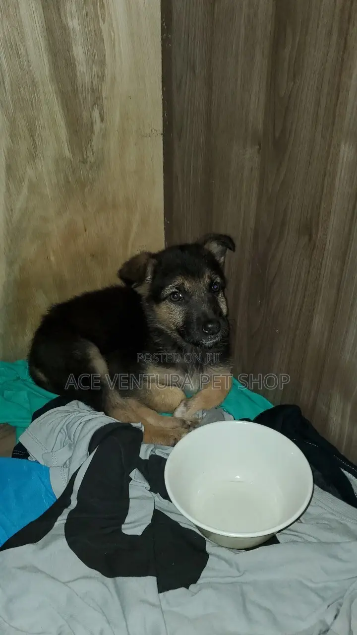1-3 months Male Purebred German Shepherd