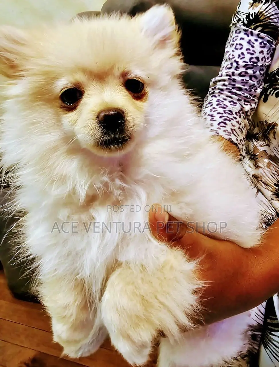 1-3 months Male Purebred Pomeranian