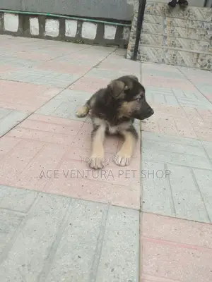 Photo - 1-3 months Male Purebred German Shepherd