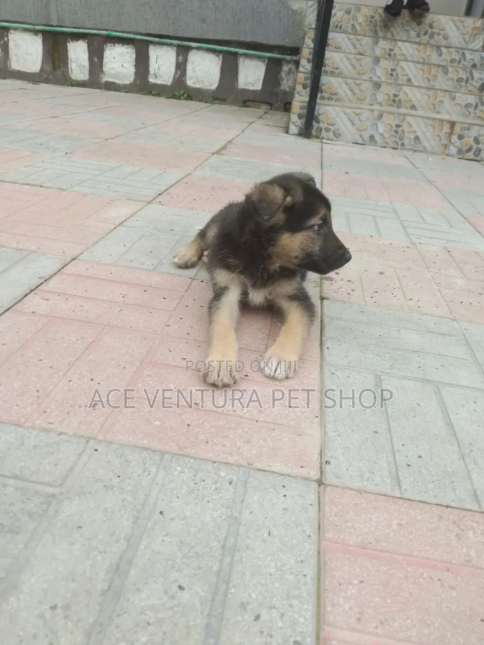 1-3 months Male Purebred German Shepherd