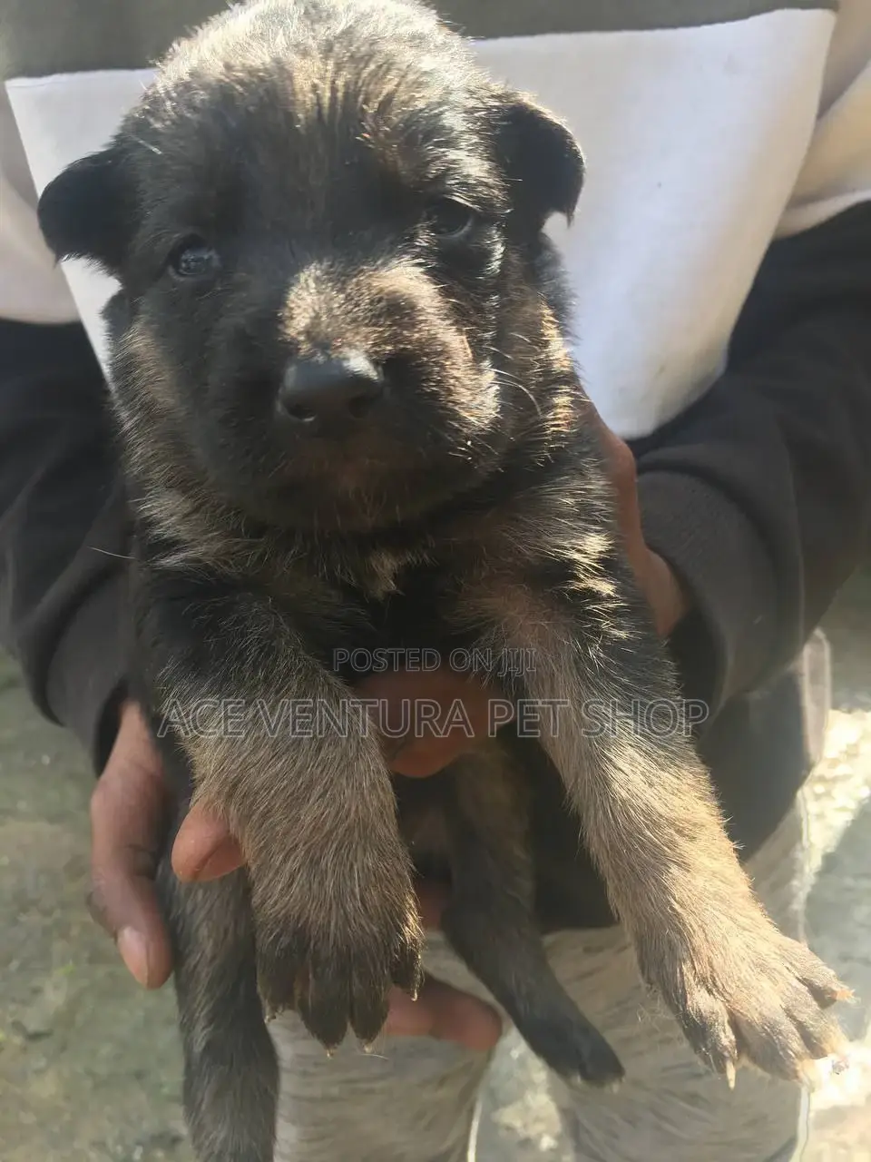 1-3 months Male Purebred German Shepherd