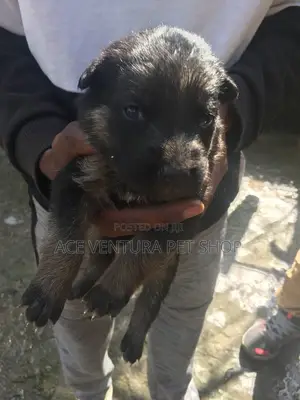 1-3 months Male Purebred German Shepherd