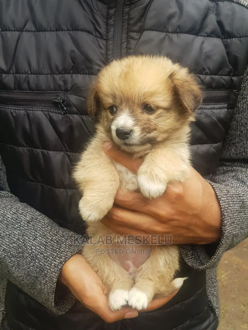 1-3 months Female Purebred Shih Tzu