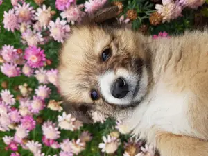 1-3 months Female Purebred Shih Tzu