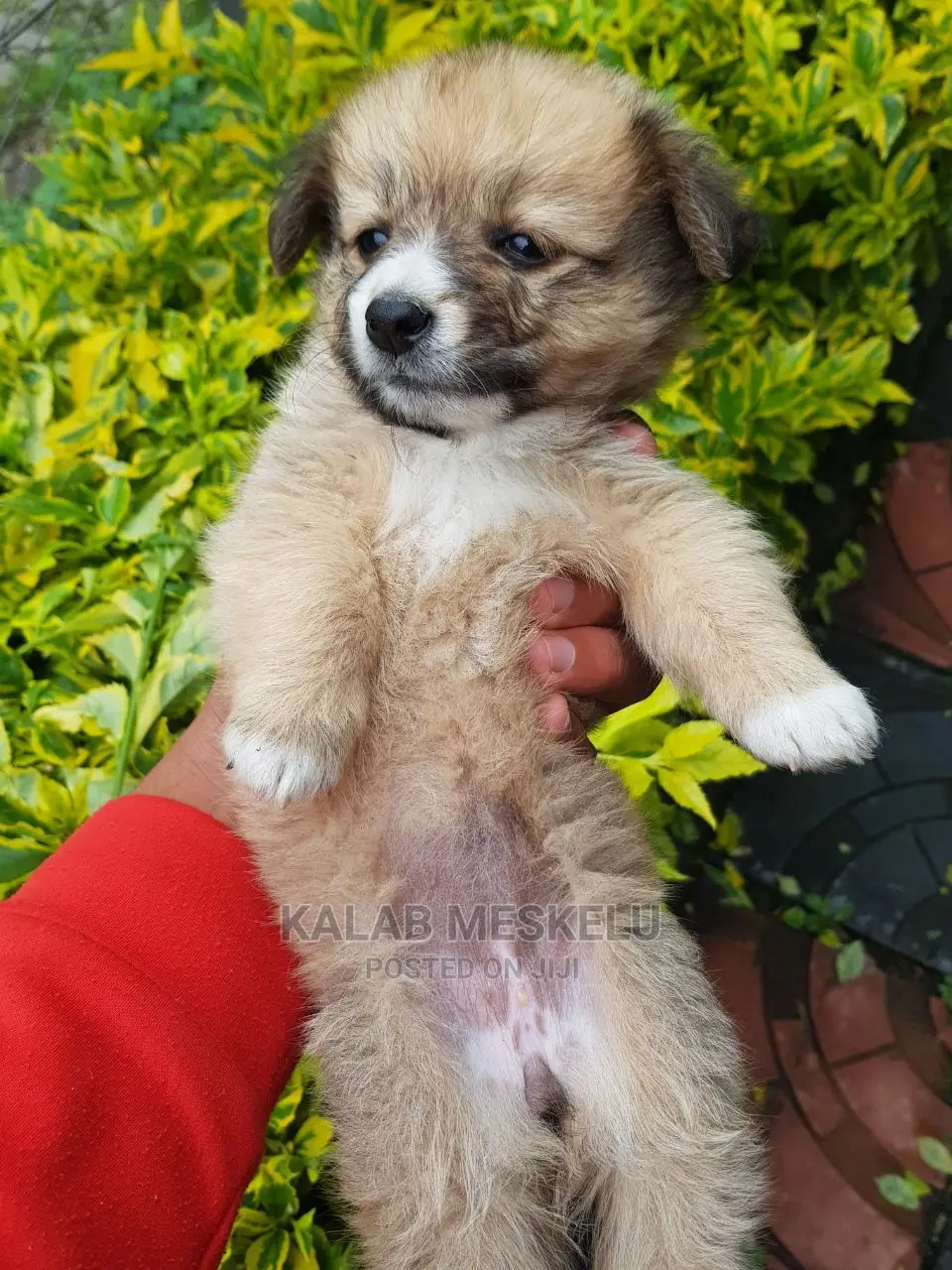 1-3 months Female Purebred Shih Tzu