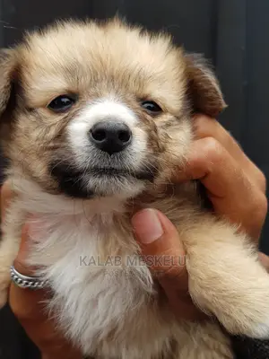 1-3 months Female Purebred Shih Tzu