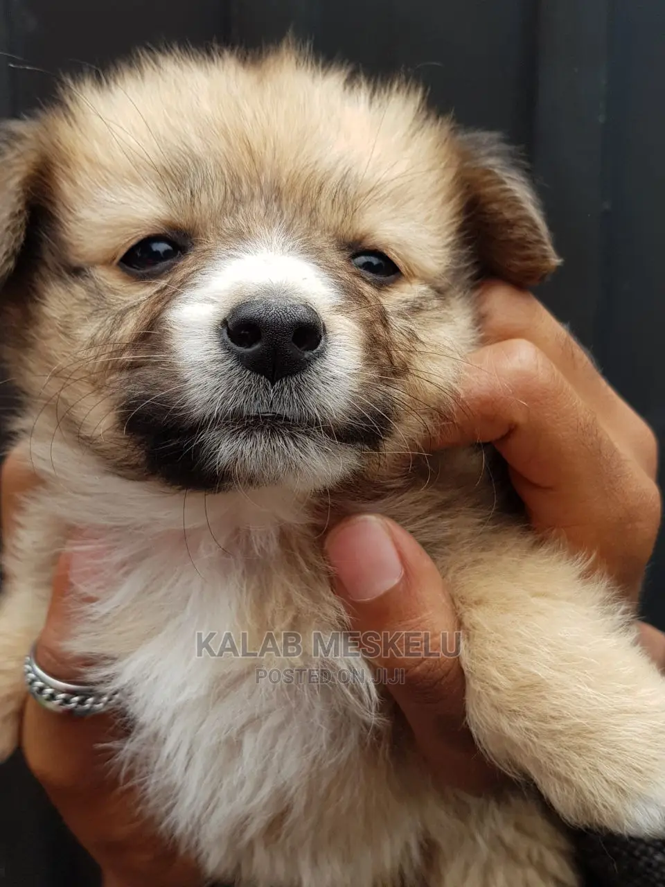 1-3 months Female Purebred Shih Tzu