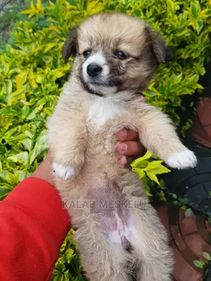 1-3 months Female Purebred Shih Tzu
