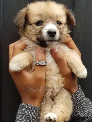 Photo - 1-3 months Female Purebred Shih Tzu