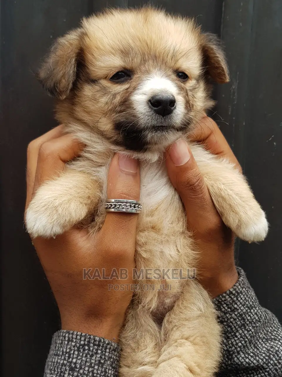 1-3 months Female Purebred Shih Tzu