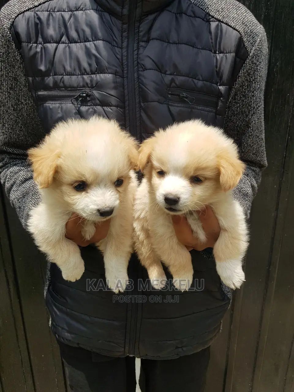 1-3 months Female Purebred Maltese