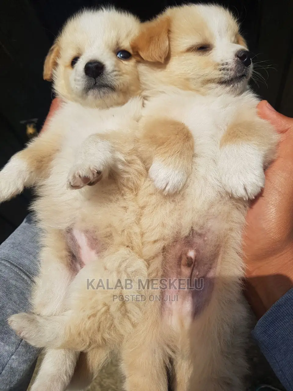 1-3 months Female Purebred Maltese