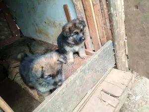 1-3 months Male Purebred German Shepherd