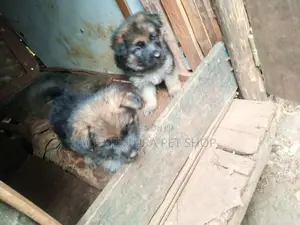 1-3 months Male Purebred German Shepherd