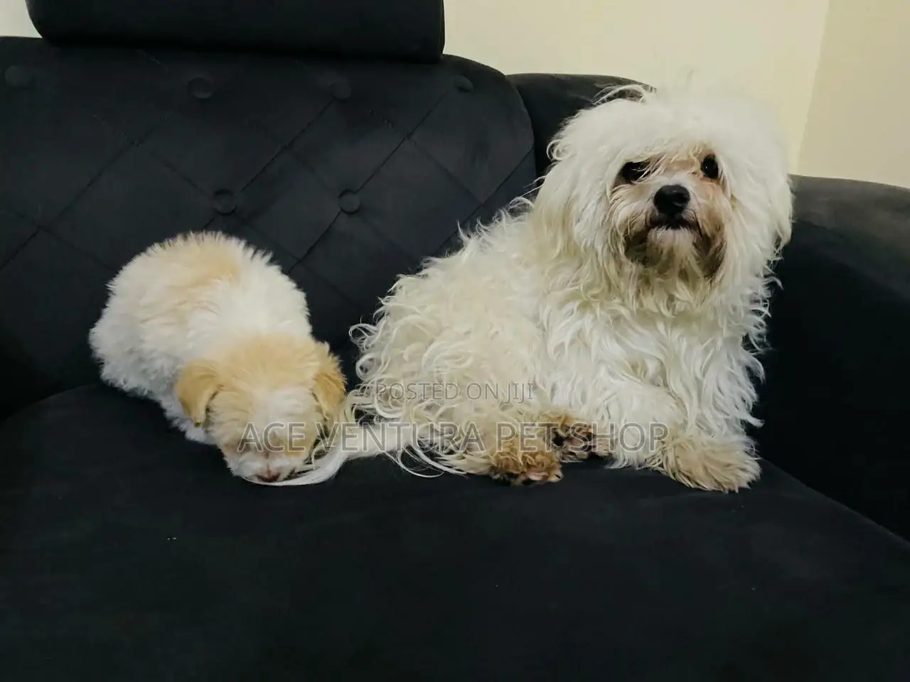 1-3 months Male Purebred Maltese