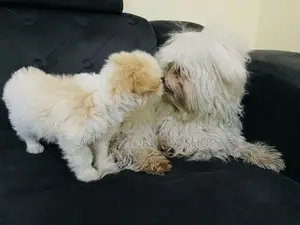 Photo - 1-3 months Male Purebred Maltese