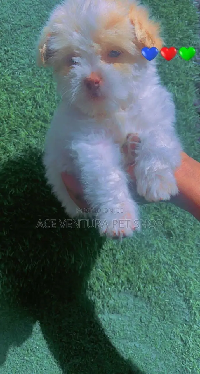 1-3 months Male Purebred Maltese