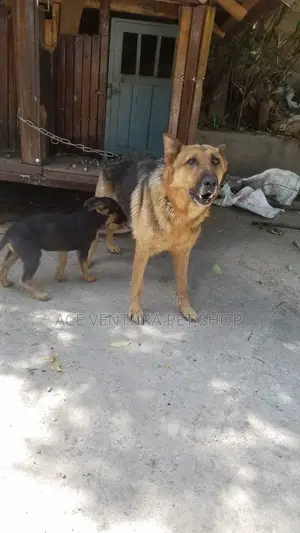 1-3 months Male Purebred German Shepherd