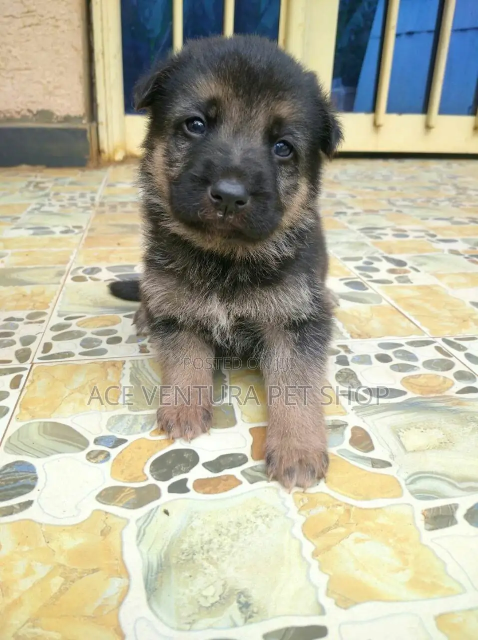 1-3 months Male Purebred German Shepherd