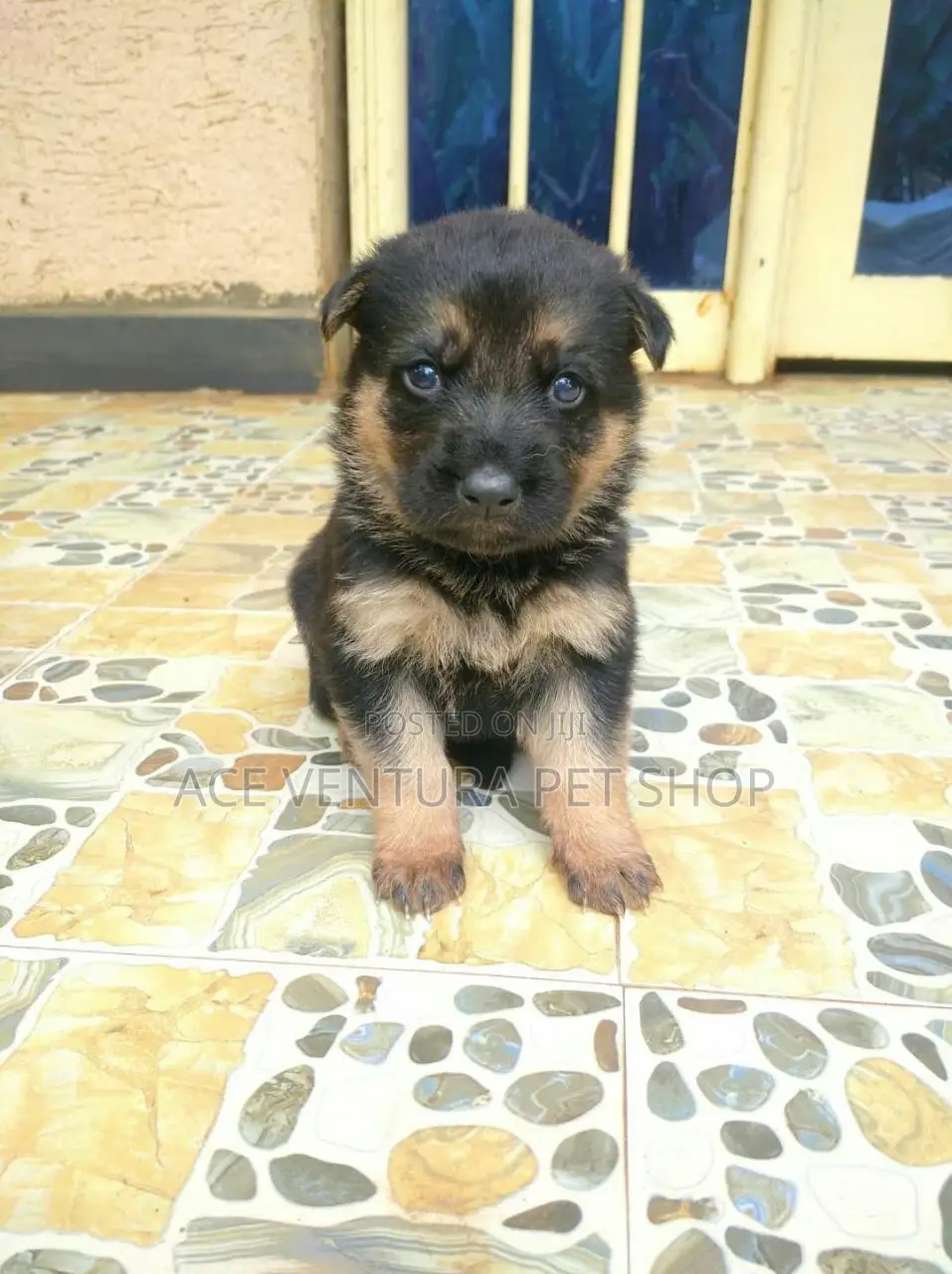 1-3 months Male Purebred German Shepherd